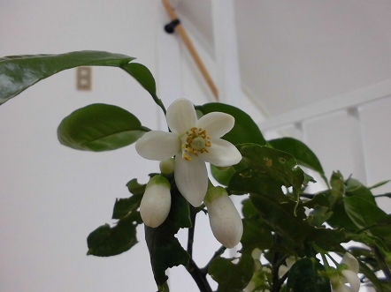 感動！グレープフルーツの花が咲いたぁ - 宮城県仙台市の一級建築士事務所ONENESS（ワンネス）仙台設計企画